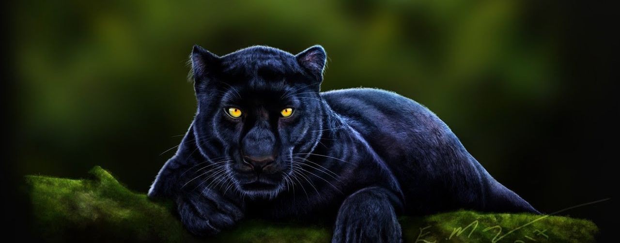 Panter Black