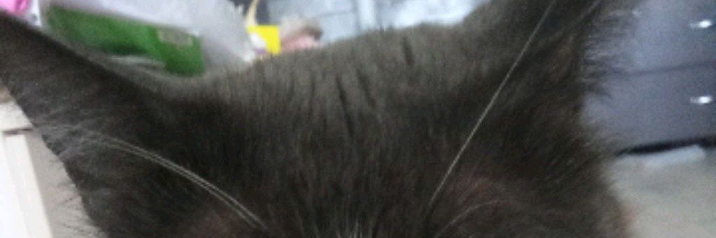 ꧁Plaksa_cat꧂