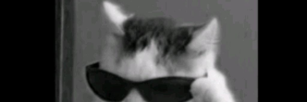 🌸♡котик♡🌸