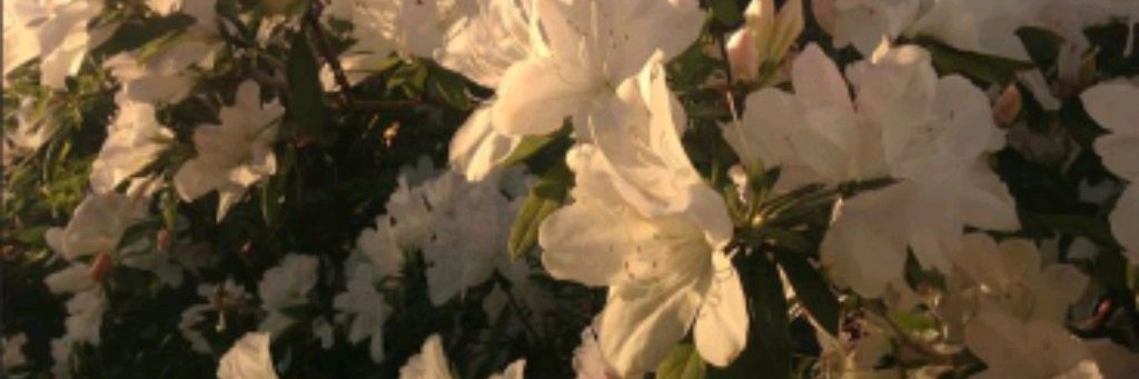🌷˚𝜗ძіᥲᥒᥲ𝜚˚🌴