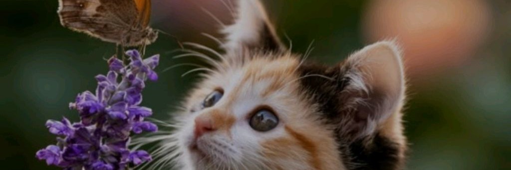💠❤️🔥k᥆m᥆ ~ᑲᥲᥴᥙk~ mᥙᥣkᥲ😻💠