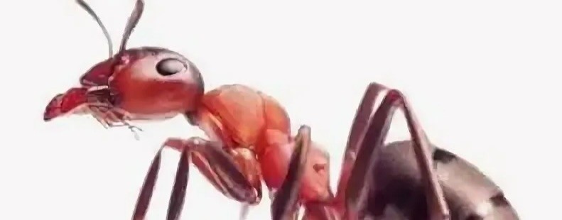 蚂蚁