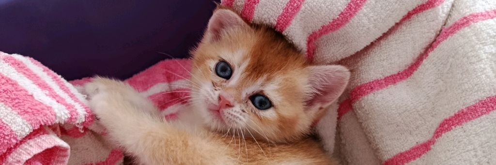 Про Котиков И Собак