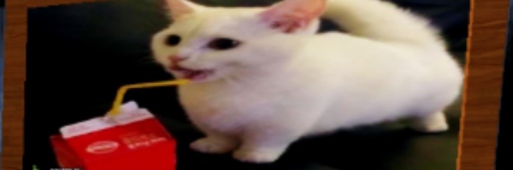 💚Meowl💚