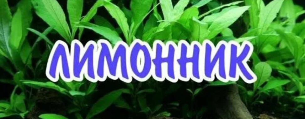 Лимонник Крутой