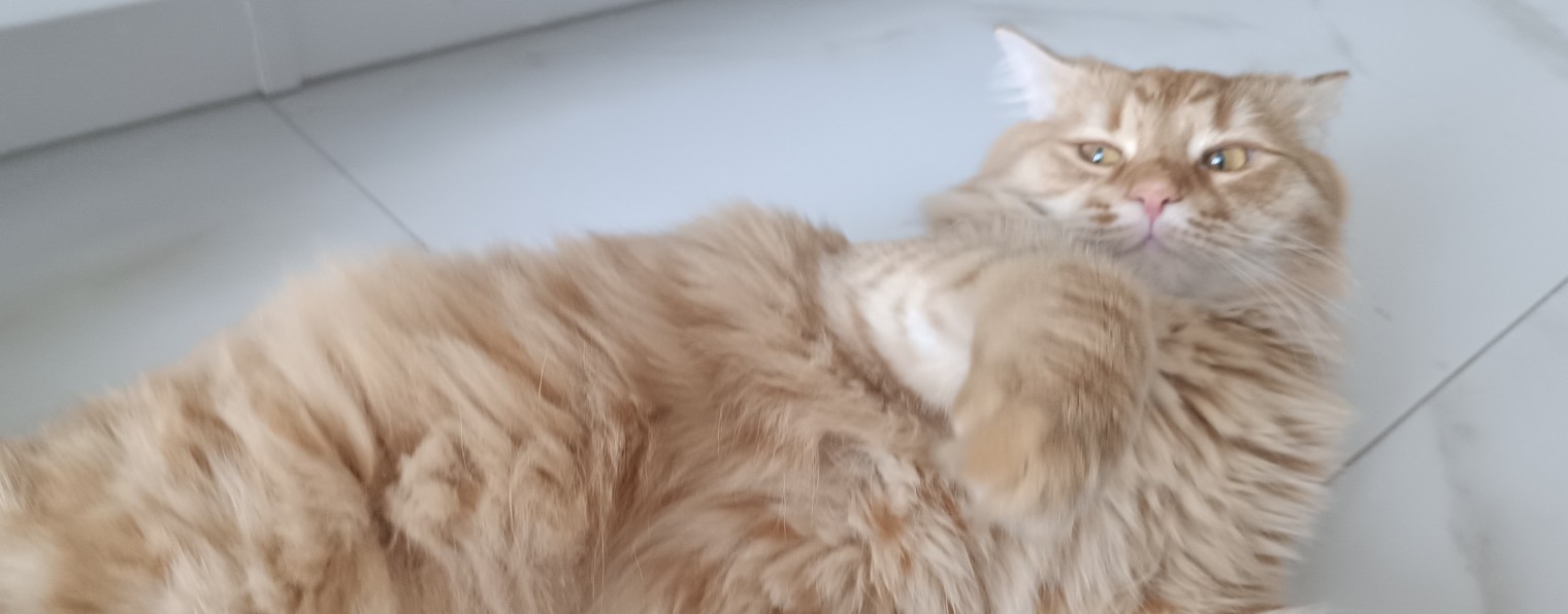 РЫЖЕСТЬ 😺