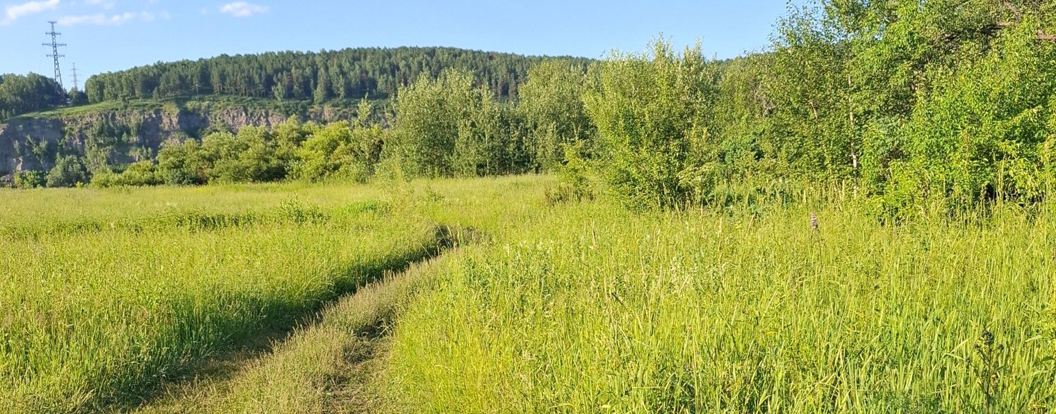 Дачник Роман