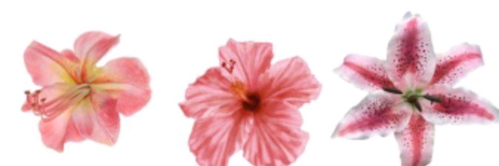 🫦 Miss Albina🌷