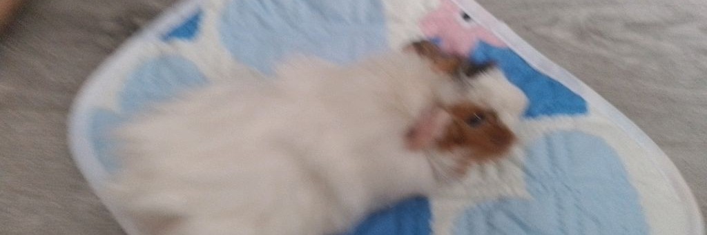 О Шушике