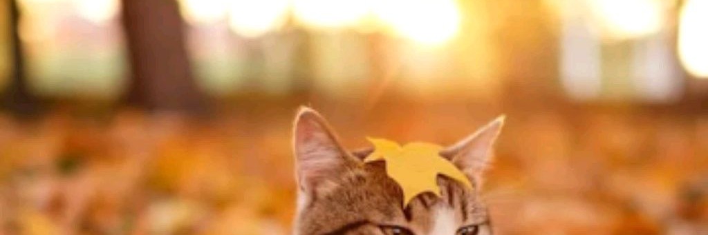 Осенний🍂  Котик:З🍦