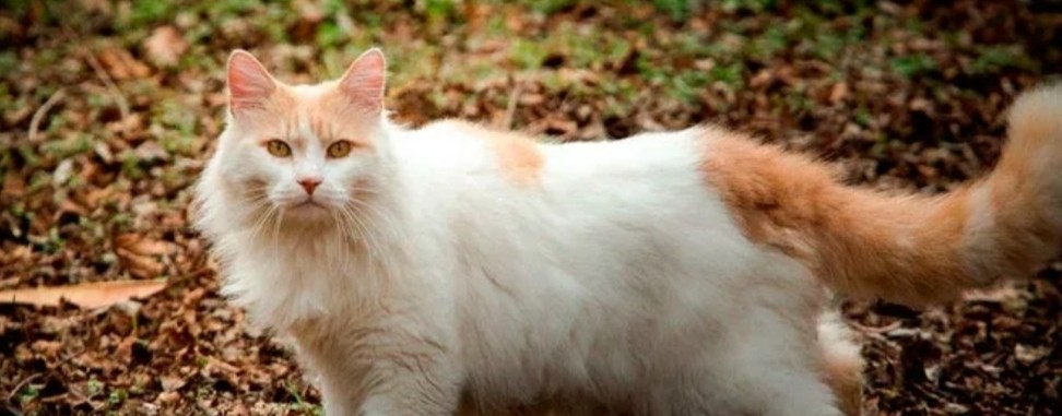 Даша ⚪🐱