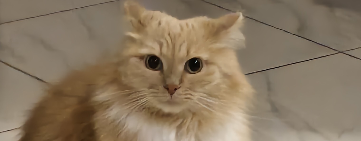 Мир Котости