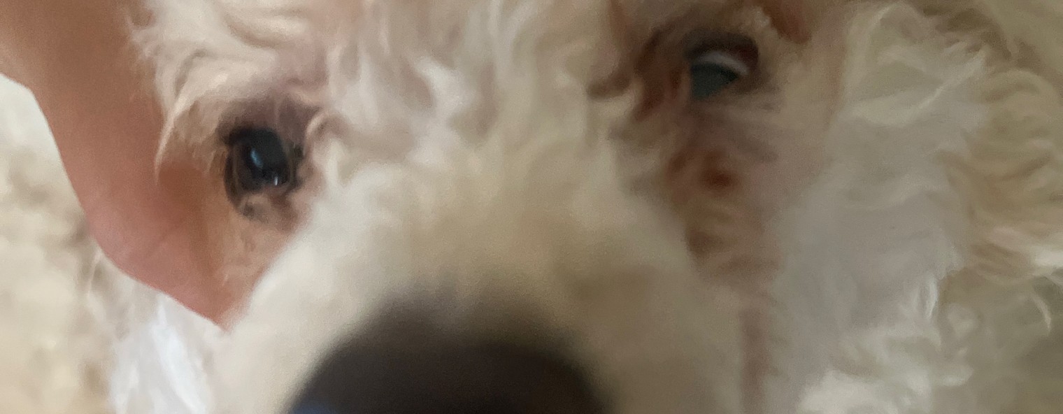 Ksenia poodle 🐩🐩🐩