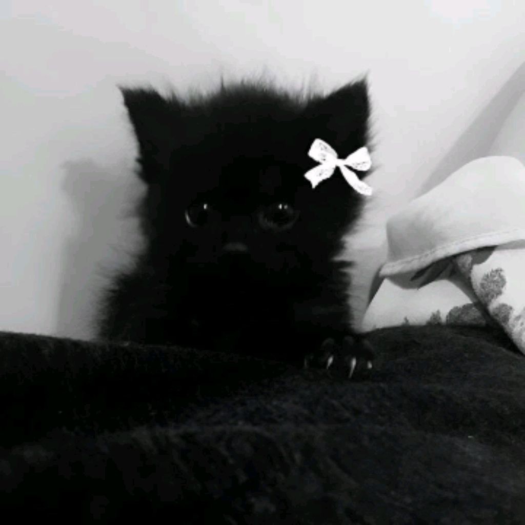 Силена🍥 д᧐чь ʍᥙёκ᧐ ᥙ у᧘ьяɯκᥱᥱ