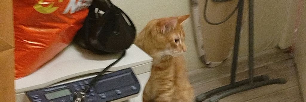 КотенокЛео и вся огромная семья