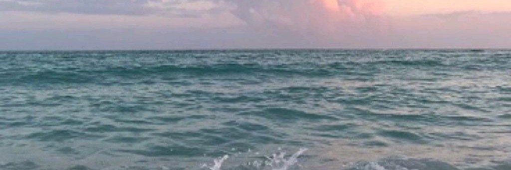 🦈✴𝑆𝑒𝑎 𝑆𝒉𝑎𝑟𝑘✴🦈