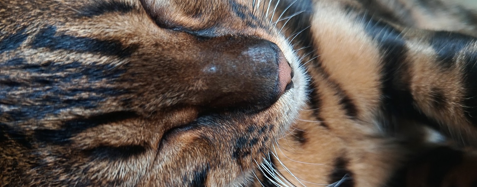 Котяра Тайсон