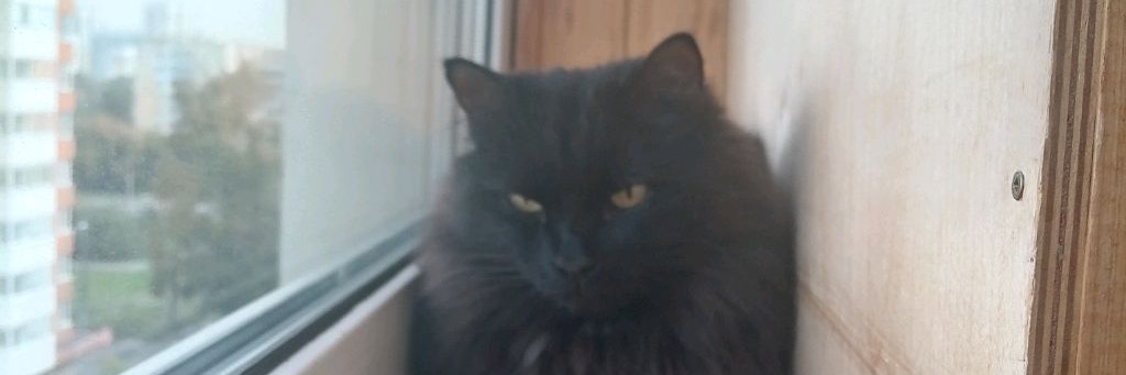Лапки в деле 😼