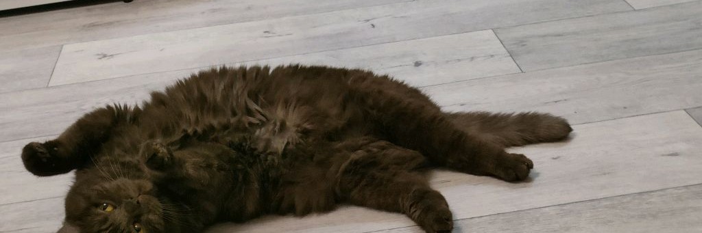 КОТЯРЫ