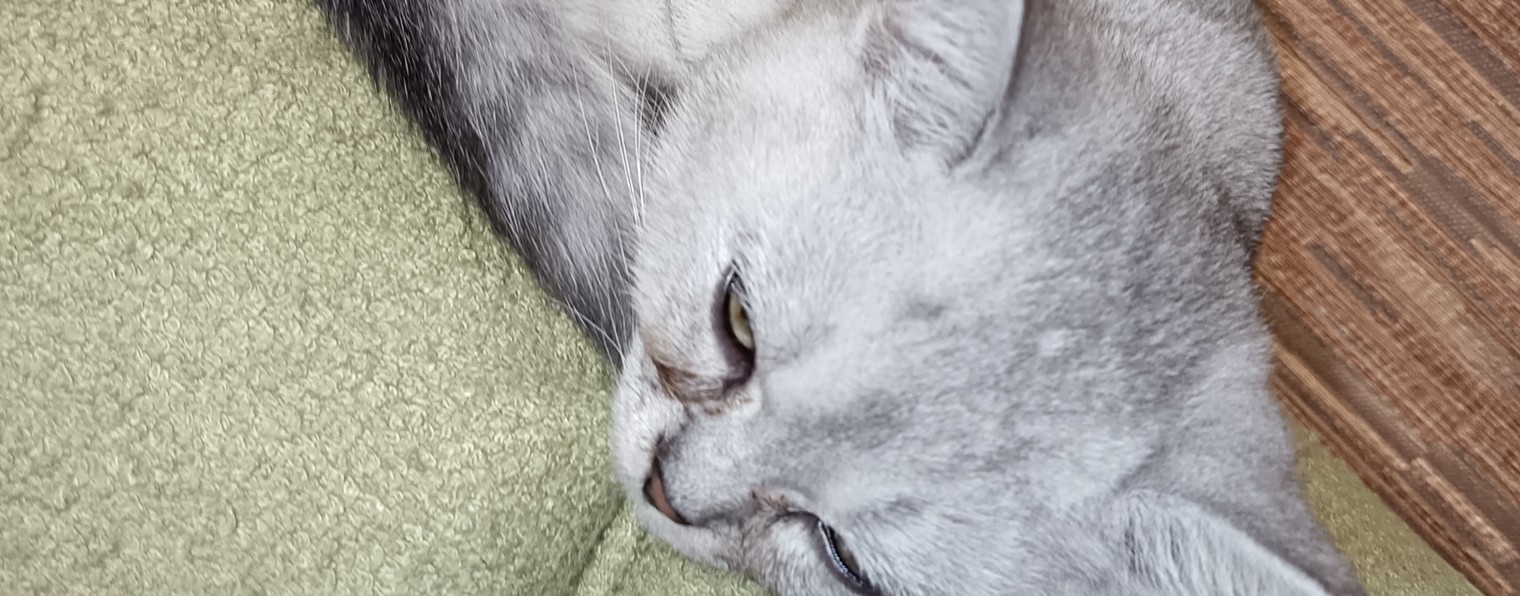 Котенок Айсик
