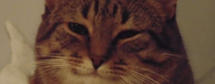 Юмор Котики
