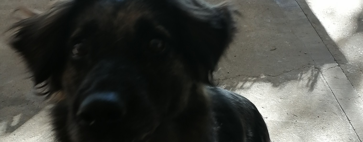 Чазвер