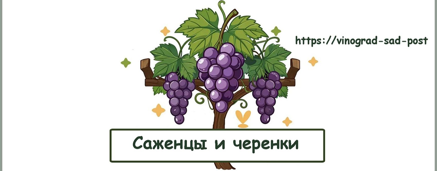 Саженцы и черенки