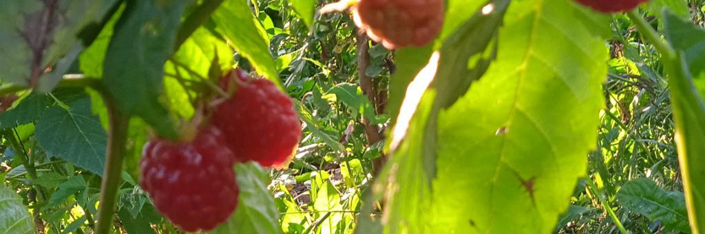 Сады на среднем Урале