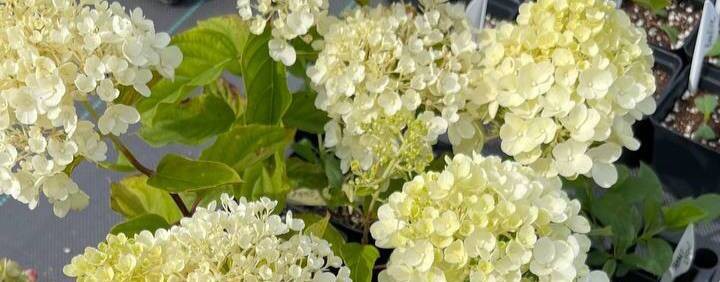 Метельчатые гортензии в Твери. Питомник