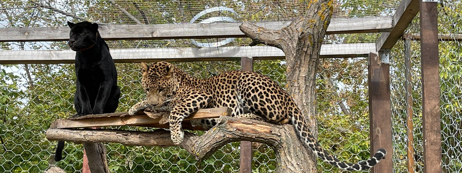 LeopardCezar JaguarNaomi