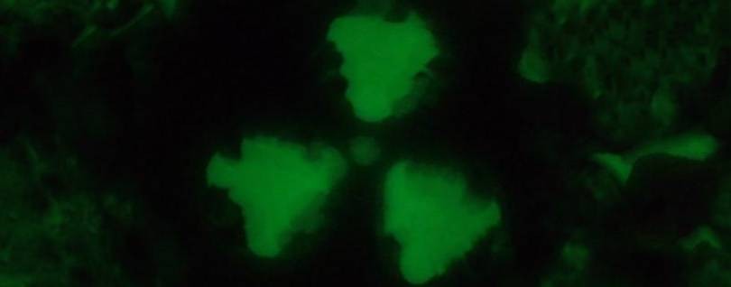 Доктор Вольфрам