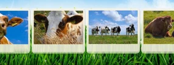 Животноводство крс