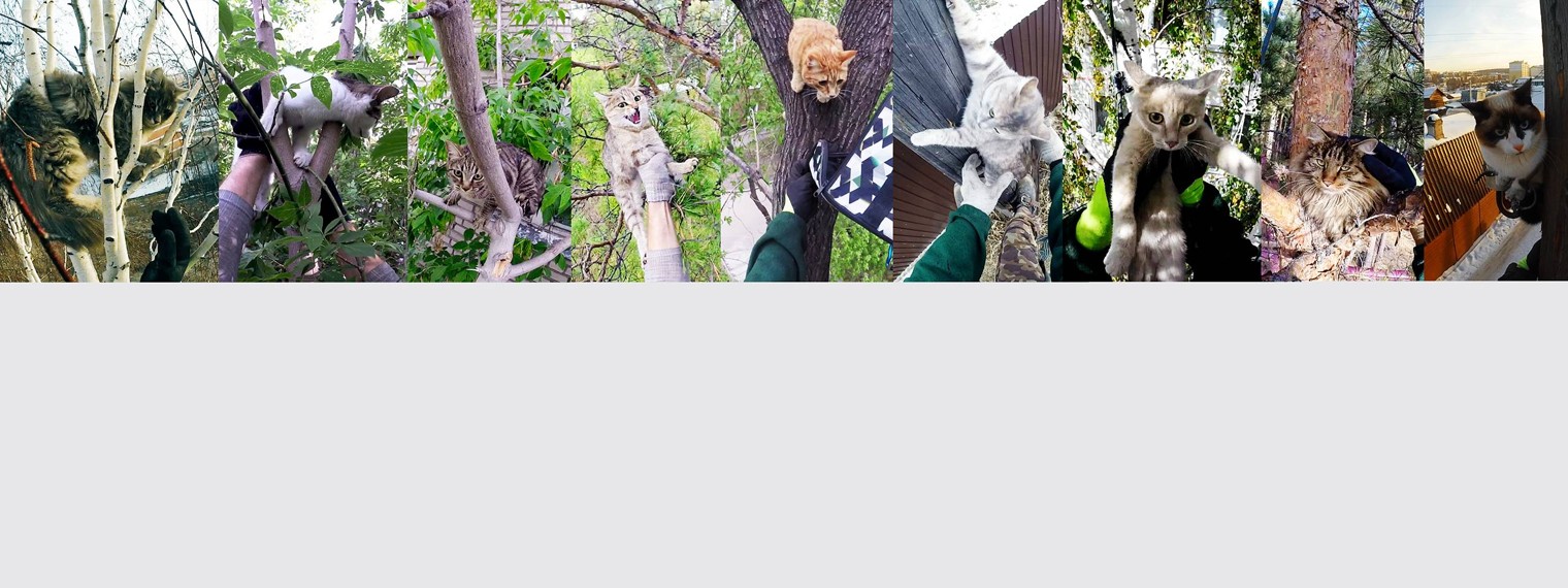 Служба спасения котиков