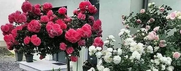 Розы штамбы от Николая Николаевича