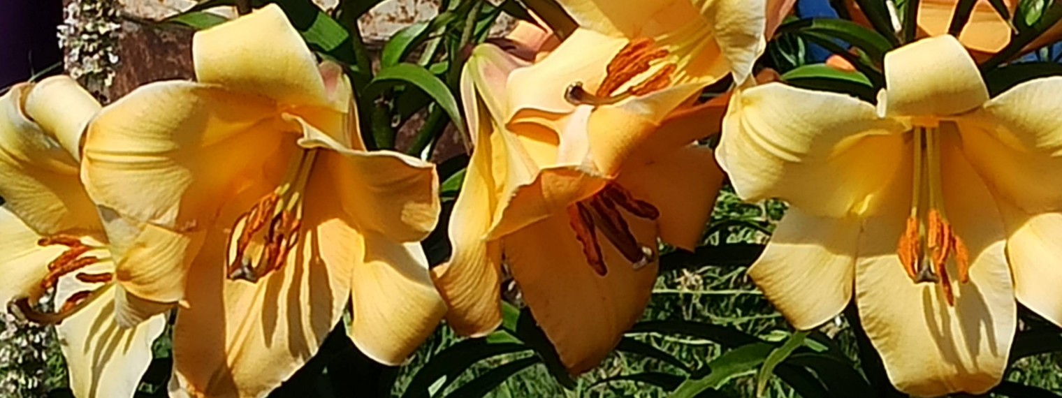 Нина К Дача Огород и не только