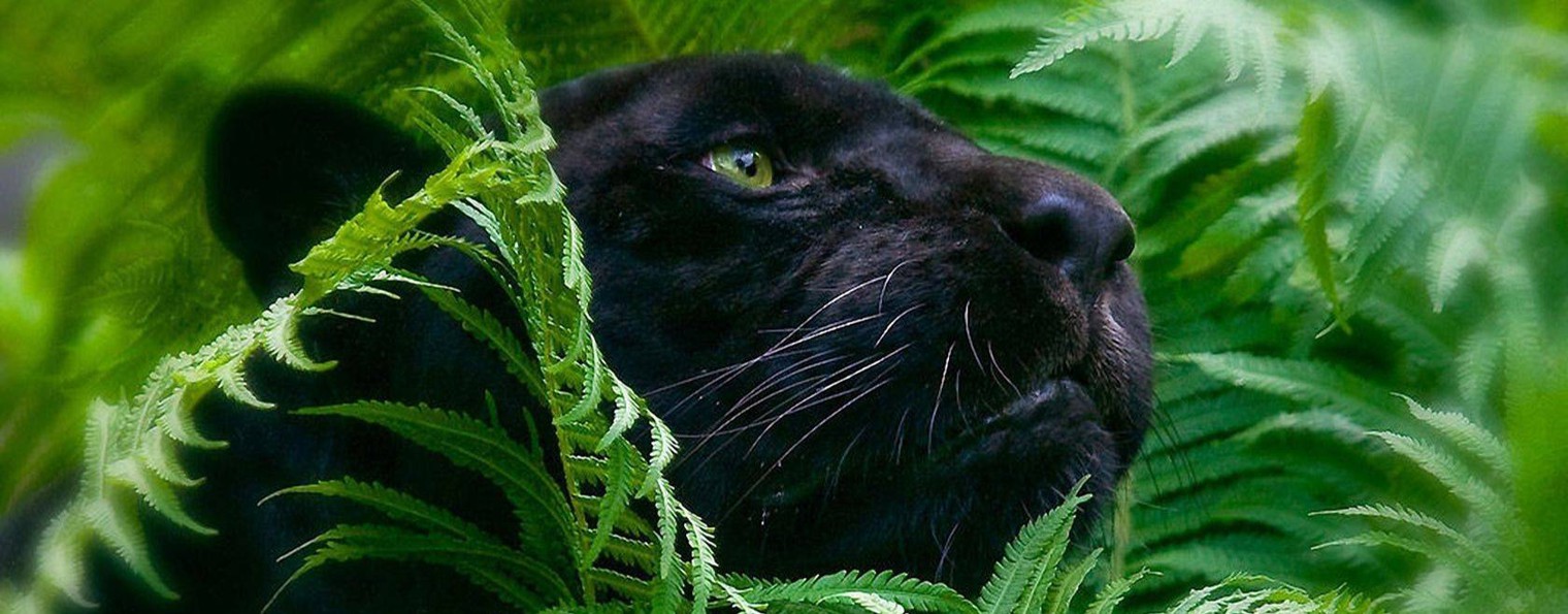 DarkPanther