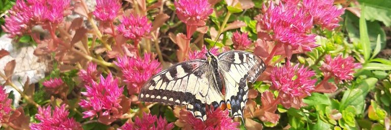 Уральский садовод Людмила