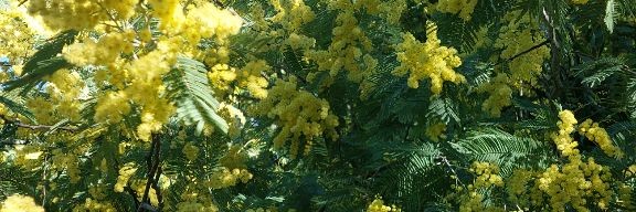 Абхазия Онлайн