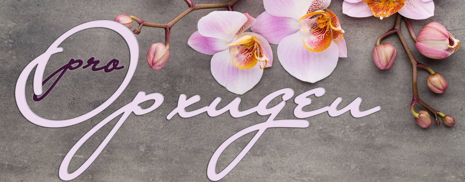 ПроОрхидеи