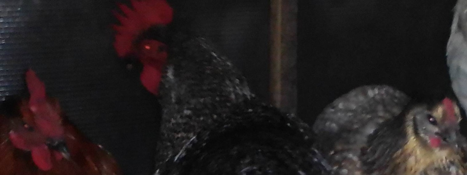 Pro кур и не только.