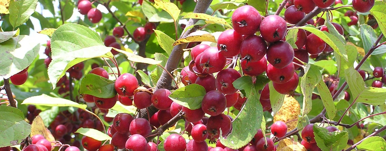 Николай Курдюмов. Умный сад и хитрый огород