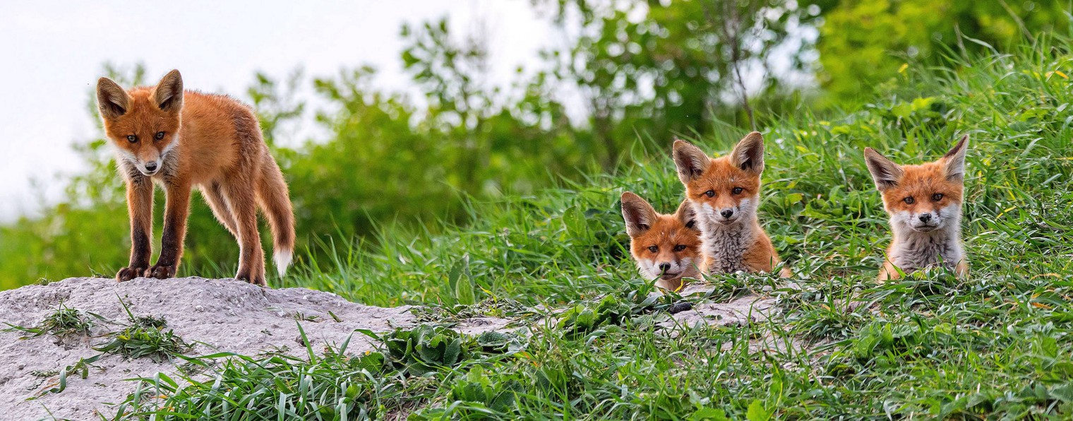 Фотоохота 📸 🦅 Александр Овсянников