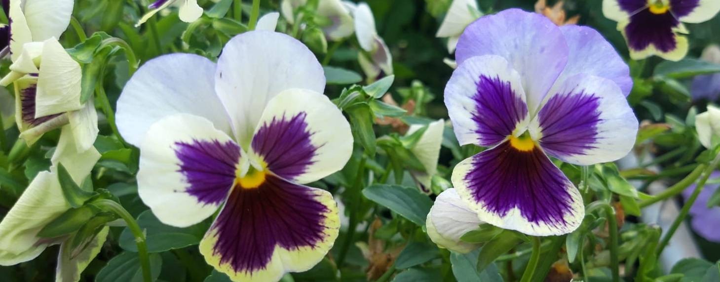 Мой дачный видео дневник.