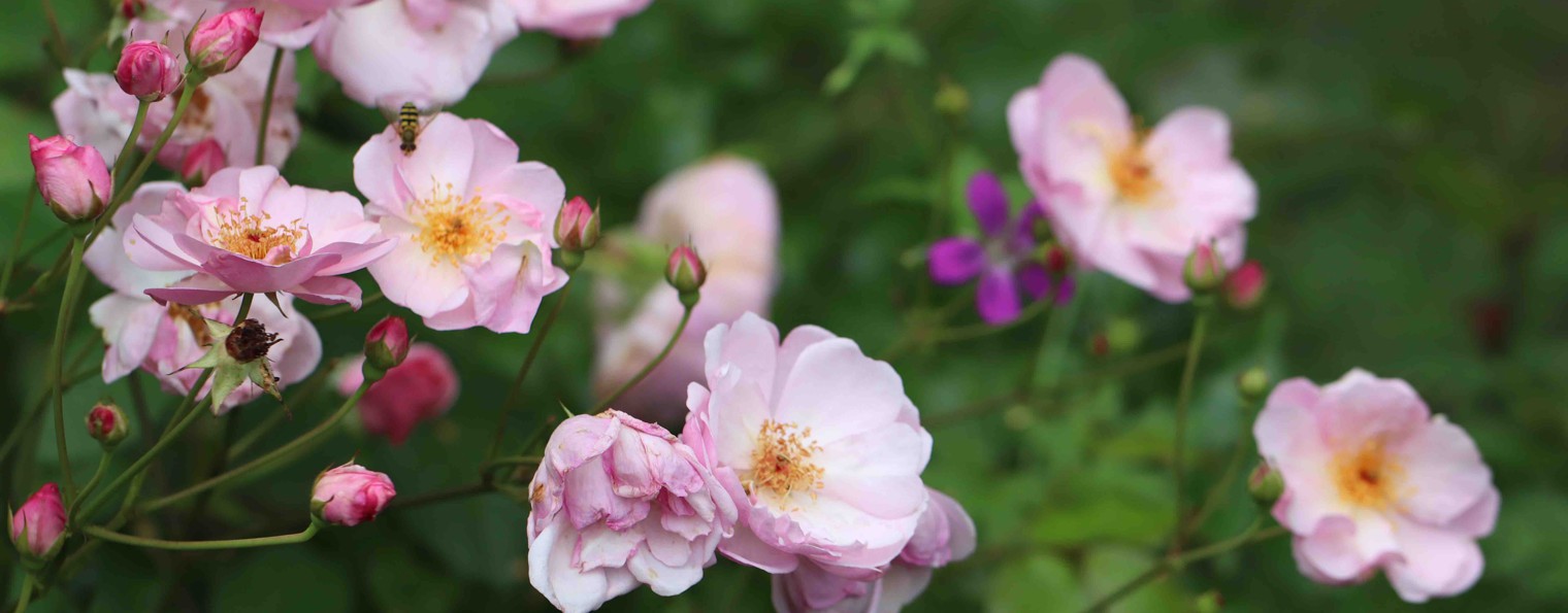 Сад моей Души