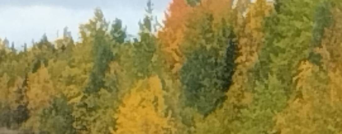 Гончие России