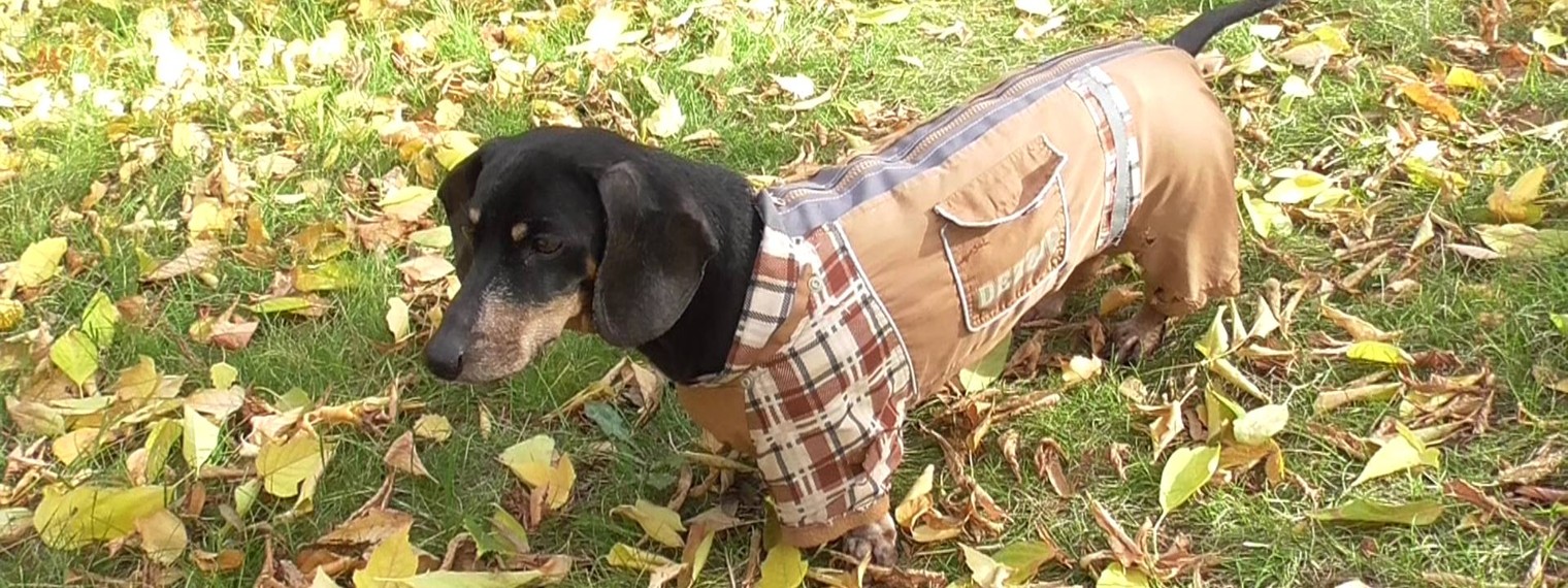 Осень моей жизни