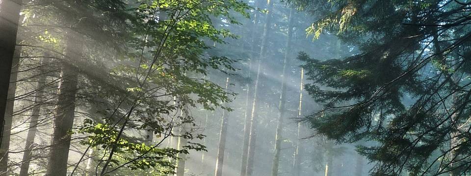 Оленька Лисичка