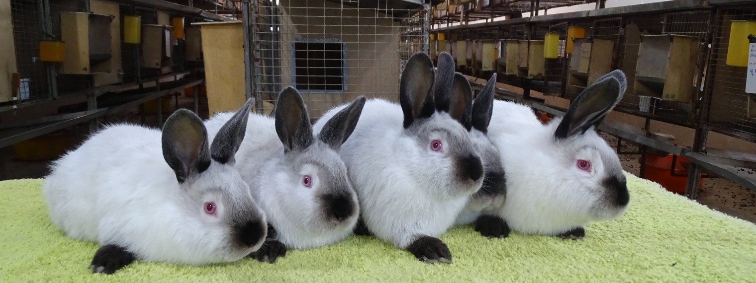 Племенная кролиководческая ферма "Моряк"