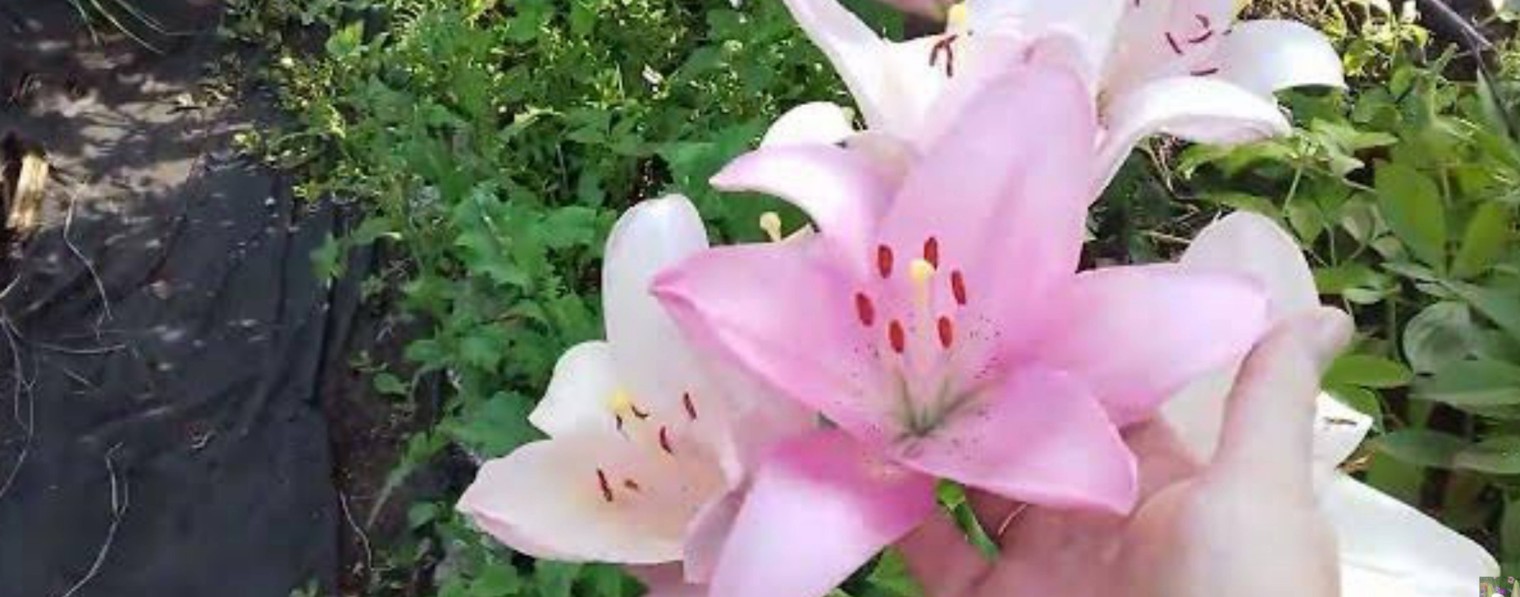 Наш любимый огород Татьяна