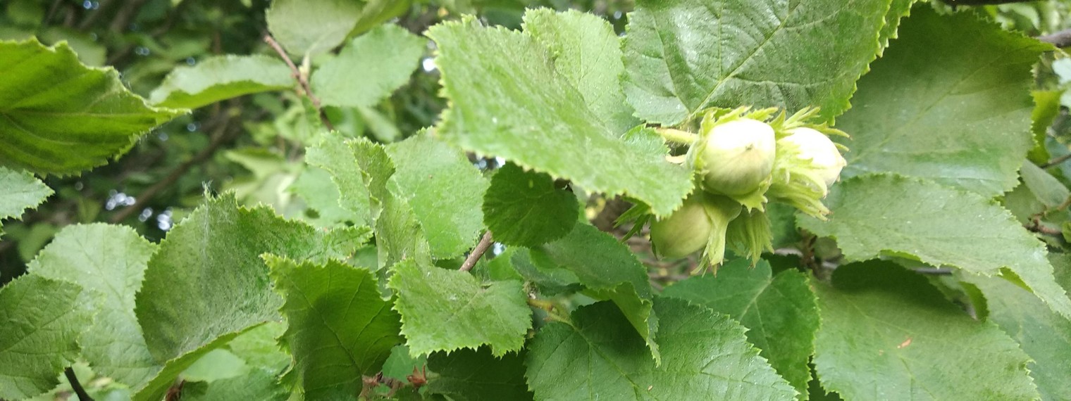 Дикая Лещина